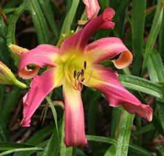 WHIP CITY LOVEY DOVEY